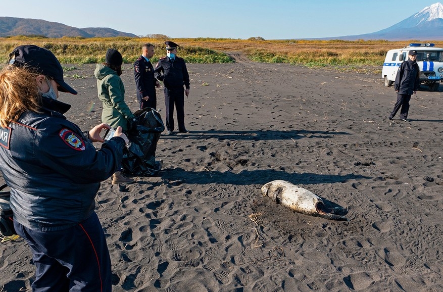 Миниатюра 4