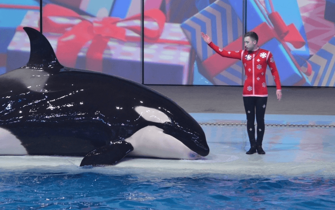 Шоу с косаткой в «Москвариуме»