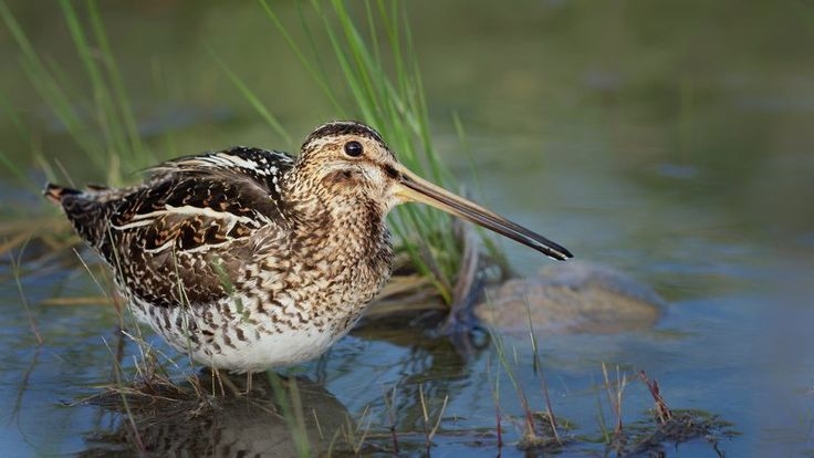 Бекас Вильсона