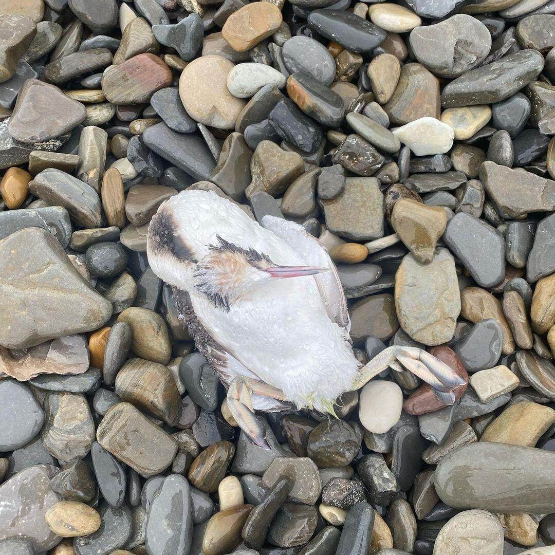 Изображение из галереи