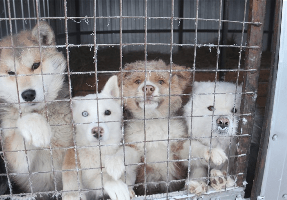 Собаки якутского приюта