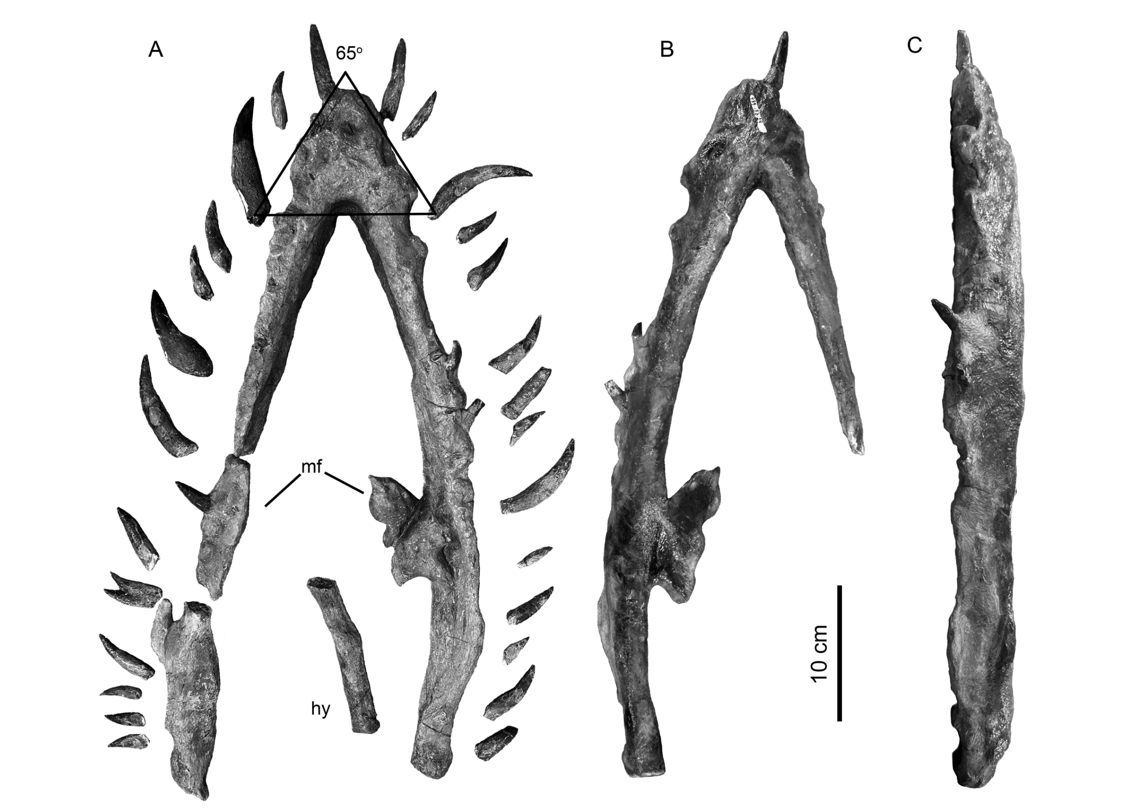 Нижняя челюсть и связанные с ней элементы взрослой особи, A — вид сверху, B — вид снизу, C — вид справа сбоку. Зубы были обнаружены вместе с черепом, но находились не на своих местах. Вентральная сторона челюсти, находившаяся в осадке, хорошо сохранилась. Она не демонстрирует нескольких характерных признаков (синапоморфий), свойственных плезиозаврам из формации WIS (Western Interior Seaway). Зубы — массивные и сильно исчерченные, даже по меркам эласмозавров.