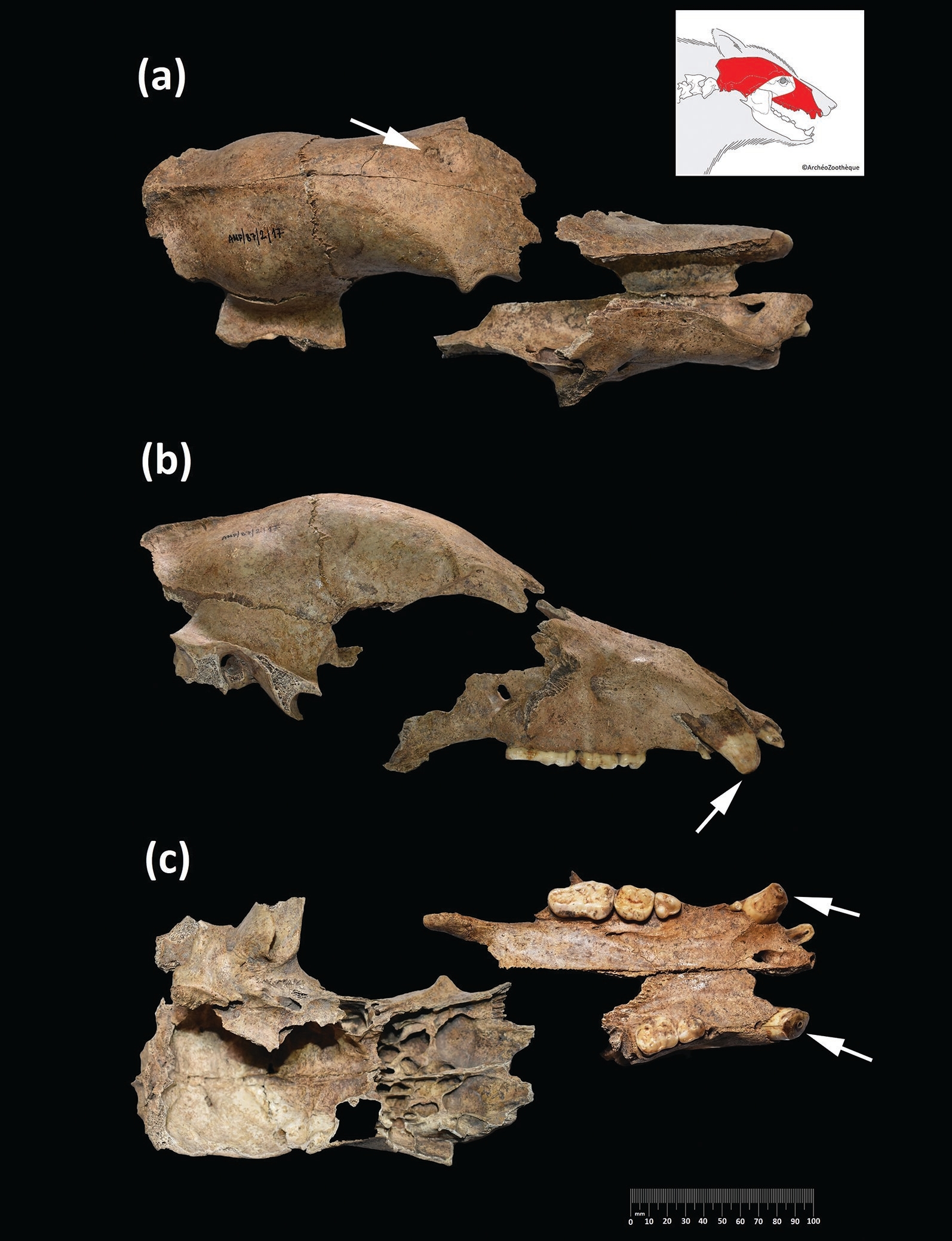 Иллюстрация к материалу