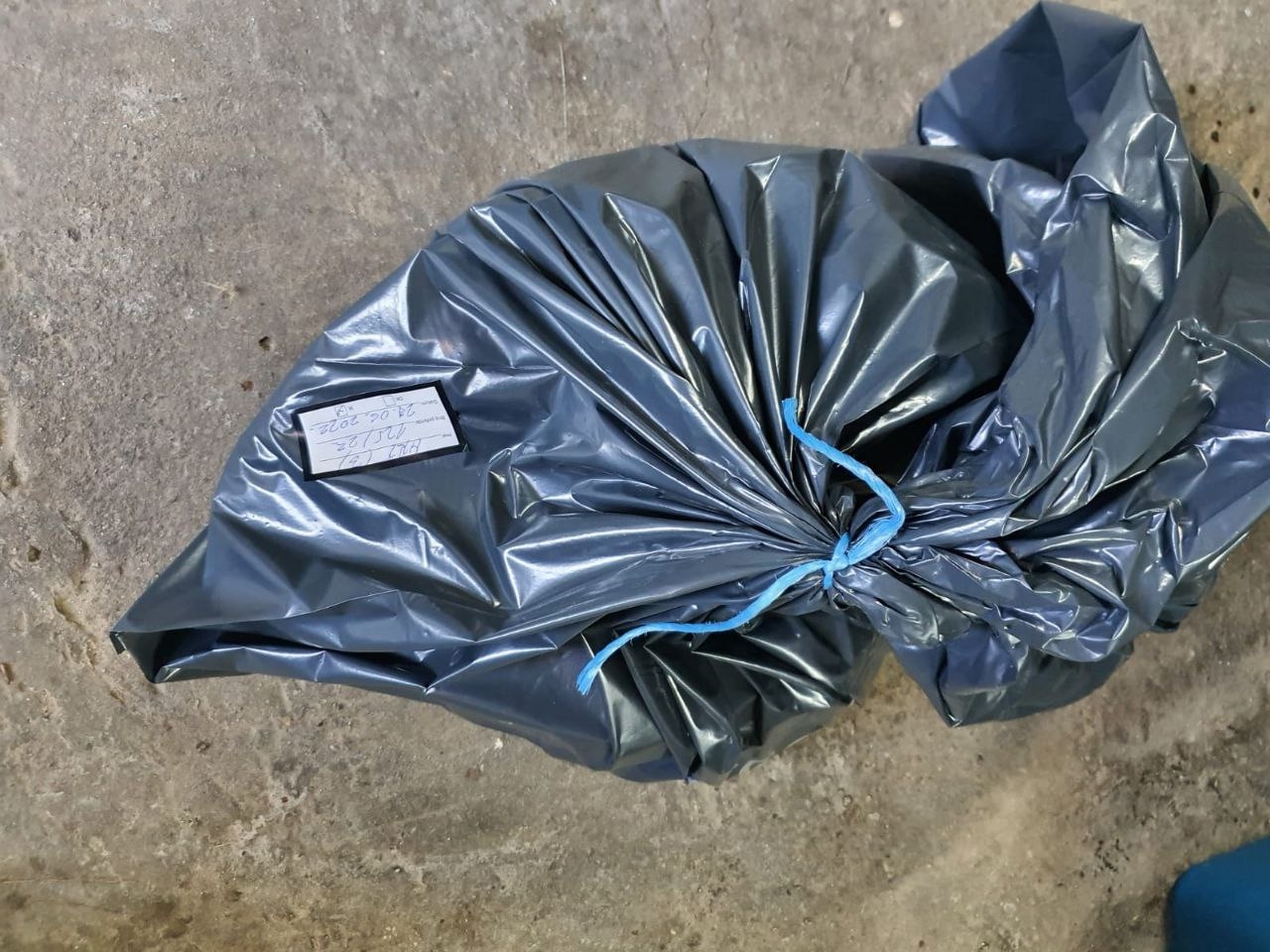 Труп одной из собак 