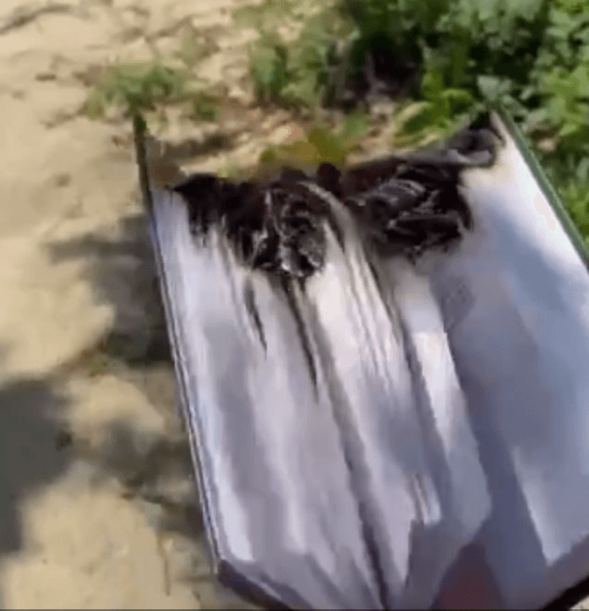 Иллюстрация к материалу