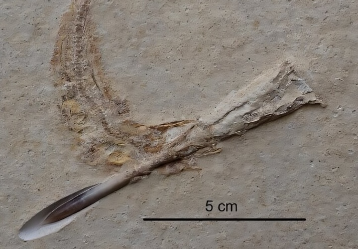 Фото: J. Geppert