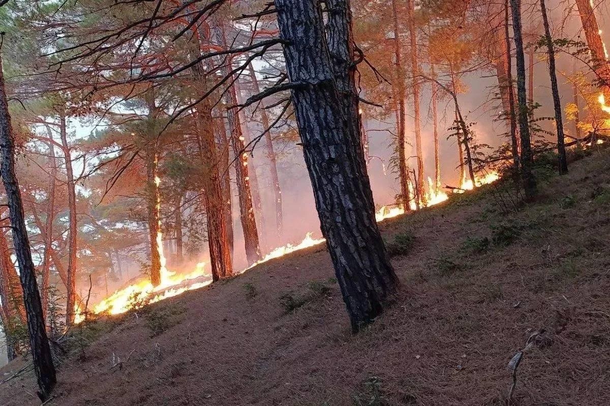 Фото: лесной пожар в районе села Криница / соцсети