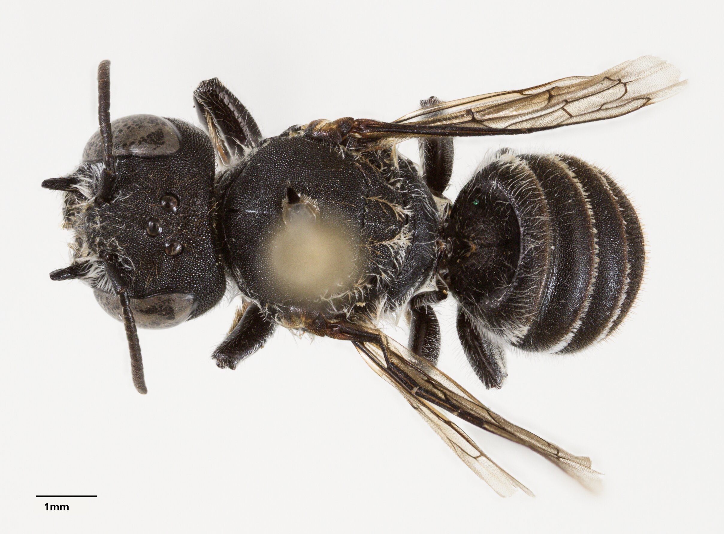 Megachile lucifer. Фото: Prendergast and Campbell