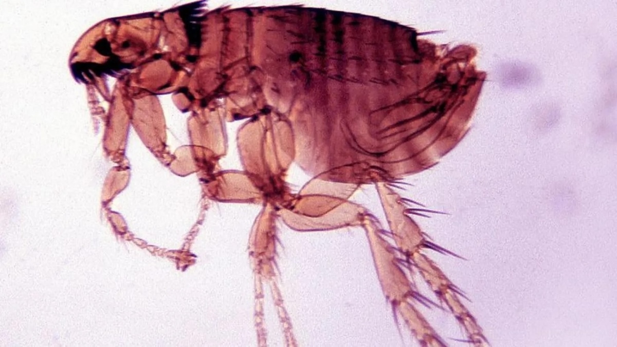 Блоха — переносчик бубонной чумы. Фото: Getty Images