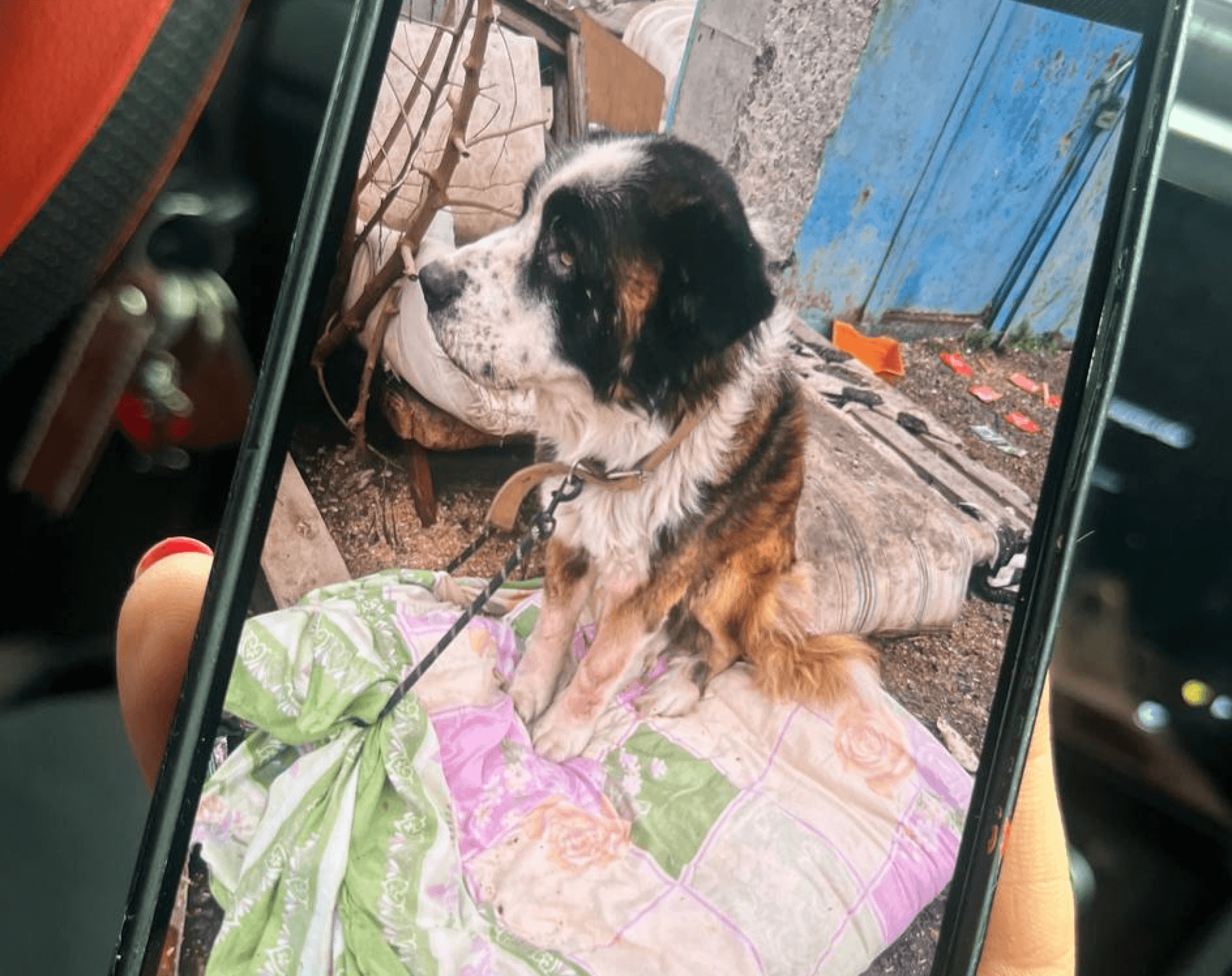Фото: «Аксай — Помощники животным»