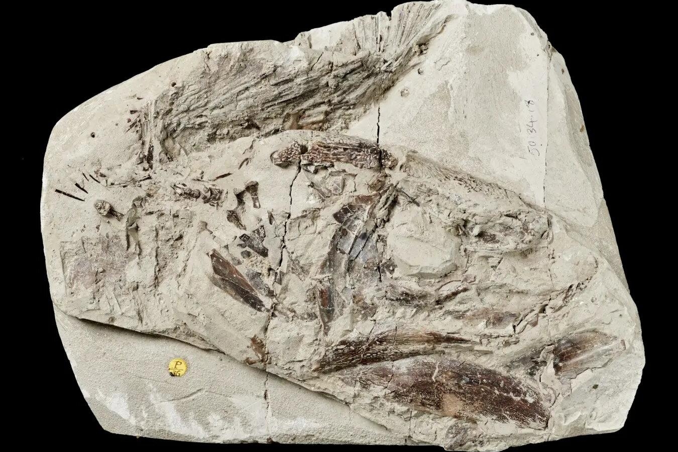 Фото: Trustees of the Natural History Museum, London