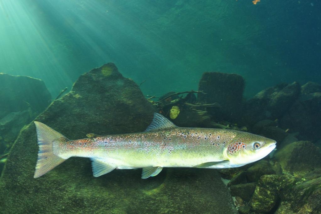 Фото: inaturalist.org