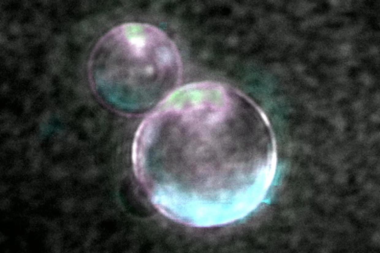 Фото: Orion Venero/Adamala Lab