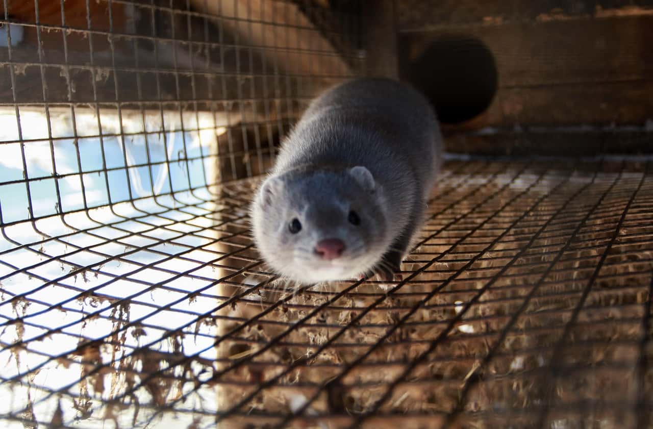 Глава Минсельхоза Дании ушел в отставку после скандала с уничтожением миллионов норок