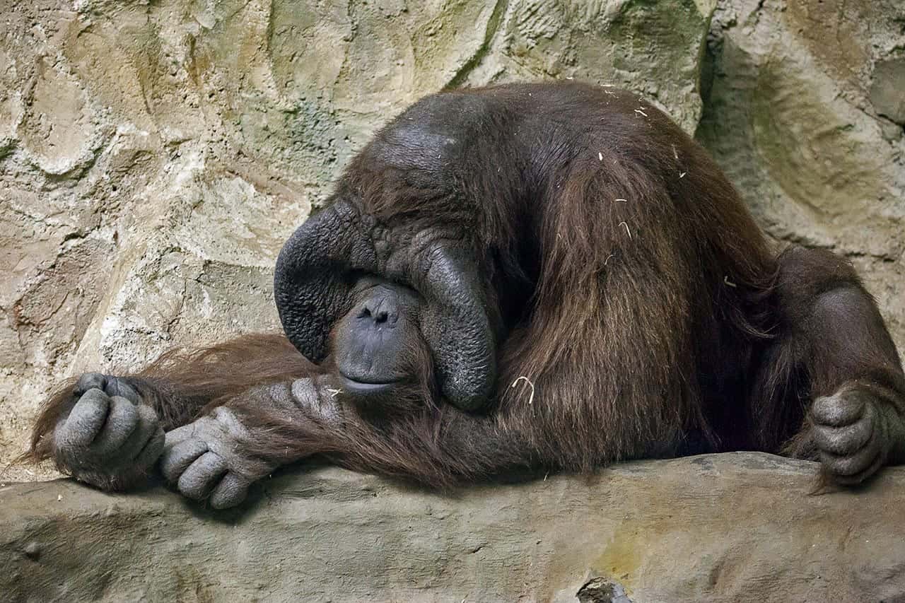 В Новосибирске медведица обогнала орангутана на выборах символа города. В голосование вмешалась администрация президента — «Тайга.Инфо»