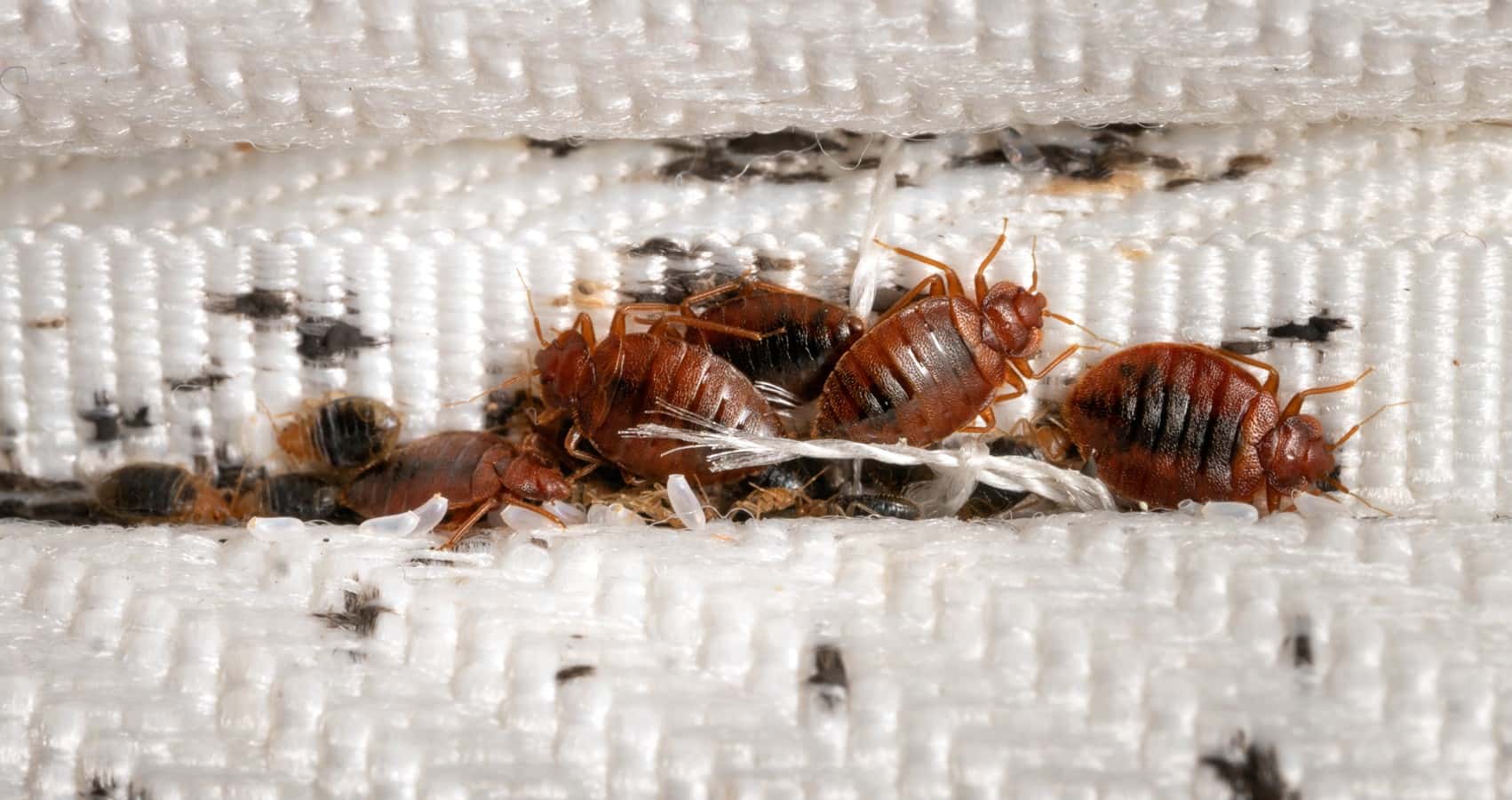 Нашествие клопов на Францию. Программа «Время» невольно разоблачила российскую дезинформационную кампанию