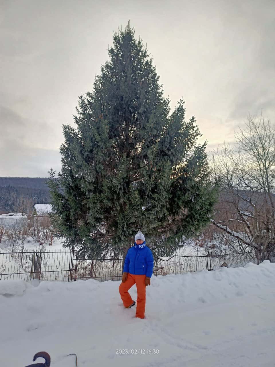 На Урале чиновники без спросу срубили елку на частном участке, чтобы установить ее на главной площади города