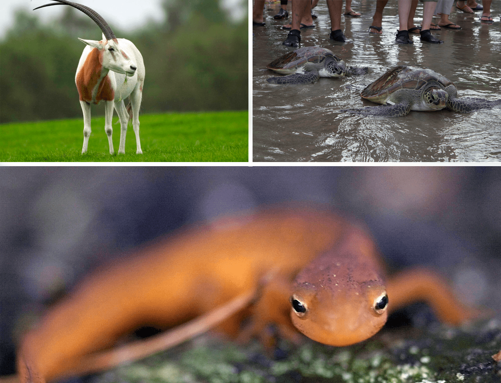 Красный список исчезающих видов снова увеличился. Из-за изменений климата под угрозой исчезновения — более 44 тысяч видов