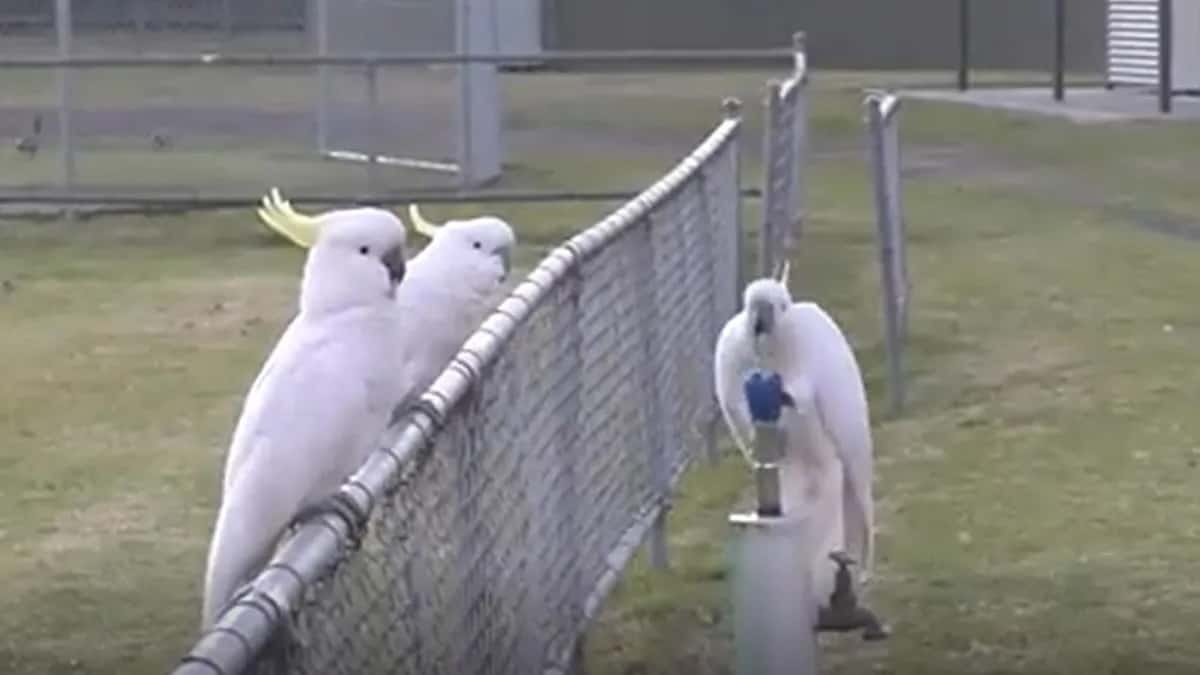 Попугаи какаду в Сиднее выработали традицию использования питьевых фонтанчиков и выстраиваются к ним в очереди — исследование