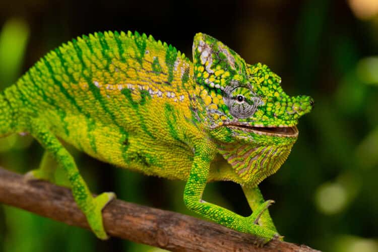 В Замбии двух мужчин осудили на 2 года колонии за планирование убийства президента при помощи «колдовства» с хамелеоном