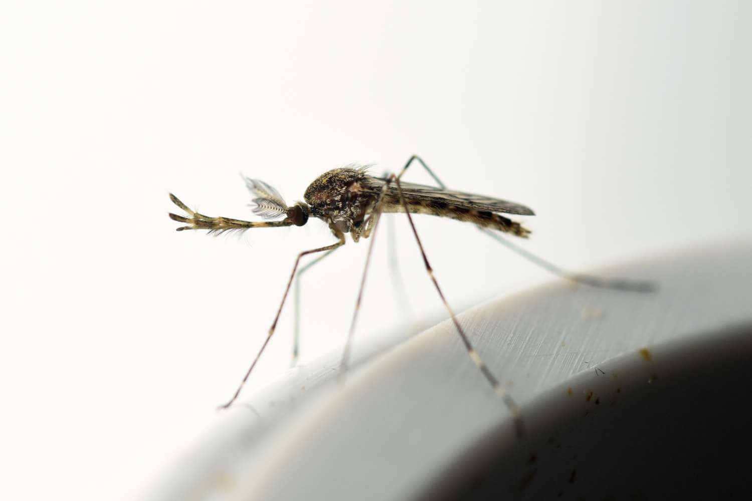 В Исландии впервые обнаружили кровососущих комаров, это следствие потепления климата