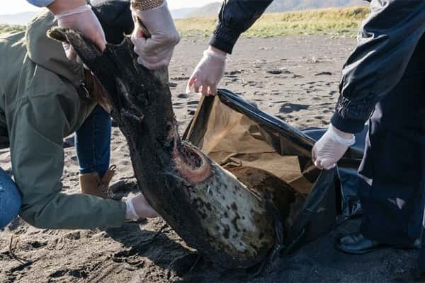 Делом о гибели животных на Камчатке займется центральный аппарат СК