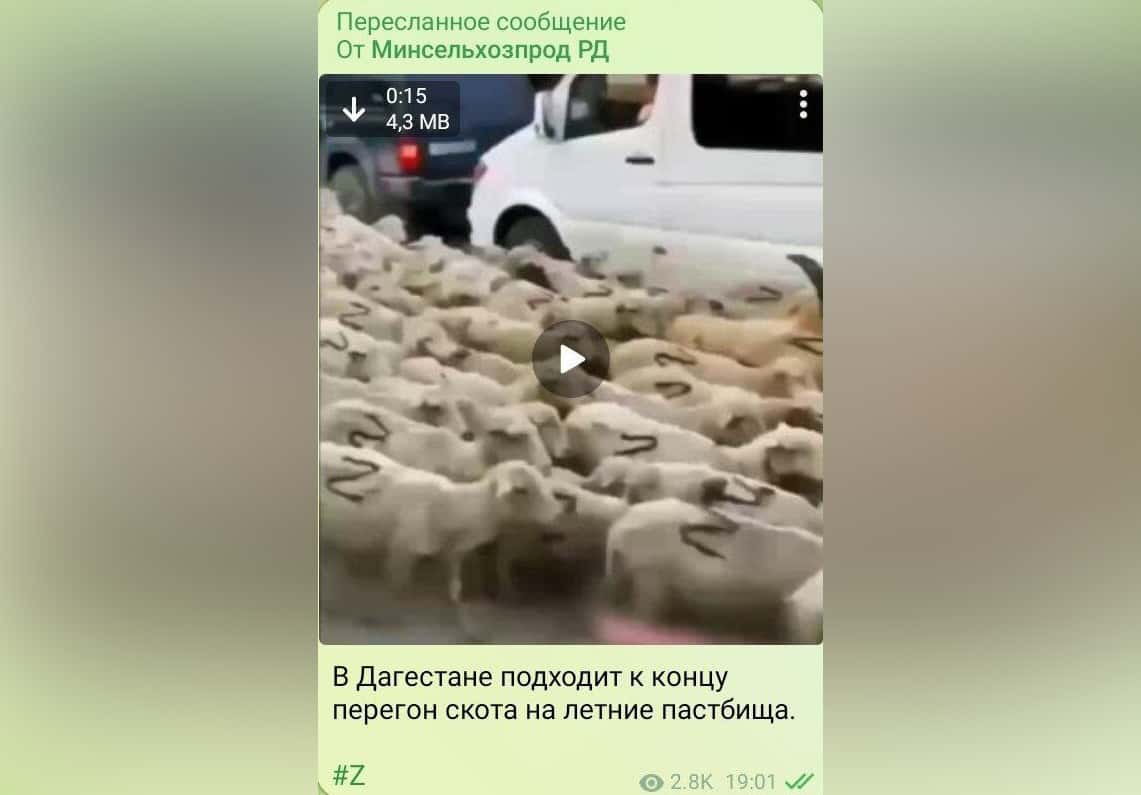 Минсельхоз Дагестана показал перегон овец с буквами Z на спинах под песню Газманова «Вперед, Россия»