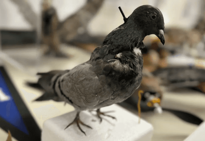 В США создают дроны из чучел умерших животных, имитирующие уток и голубей 