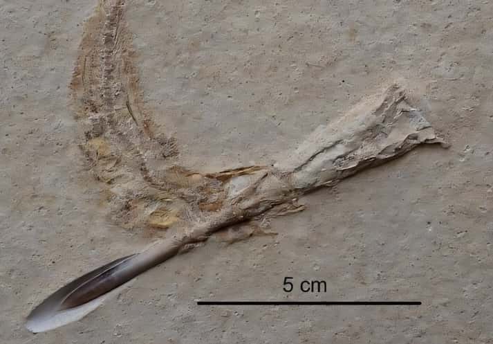 Юрские неполовозрелые рыбы давились насмерть древними кальмарами — исследование