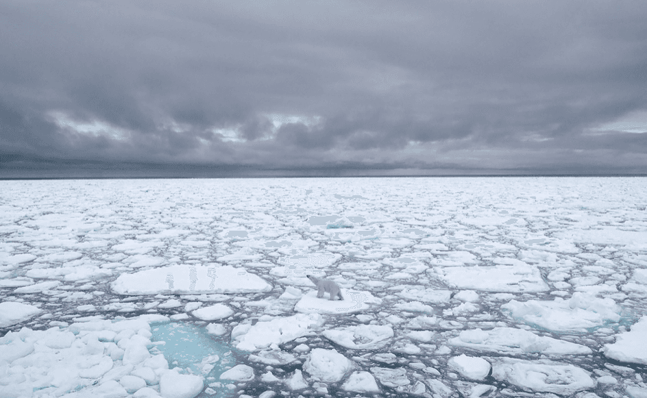 Белые медведи вымрут до конца столетия из-за последствий изменения климата — исследование