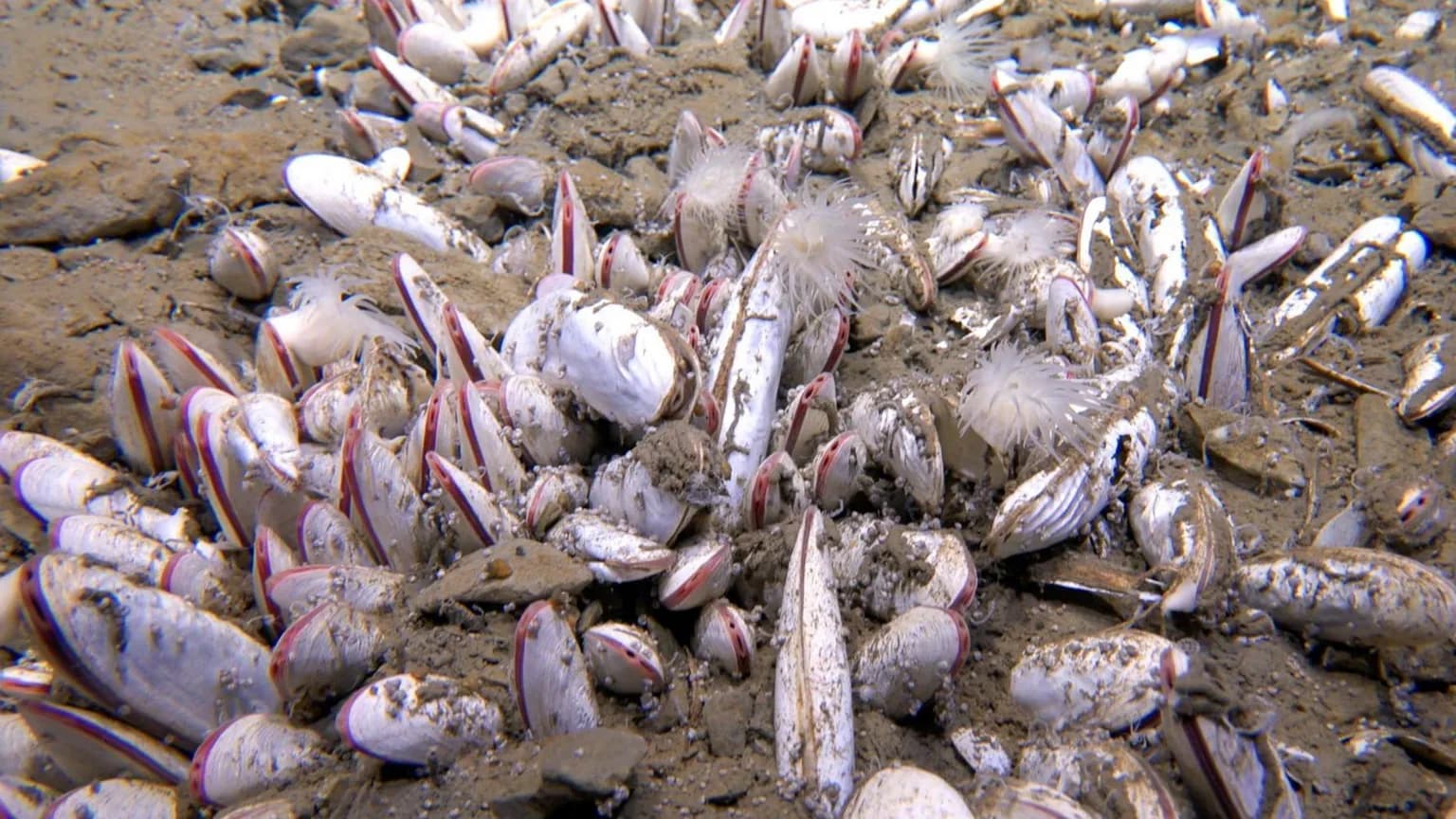 Изображение из галереи