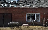A farm in Vilkhivka, Ukraine, pictured on May 14, lost 80 cows and 30 pigs during two months of Russian artillery shelling and occupation.