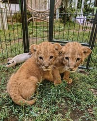 The lion cubs rescued by the Stoyanovs at their clinic