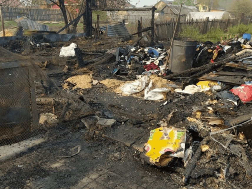 В Свердловской области сожгли частный приют для животных, погибли более 30 собак