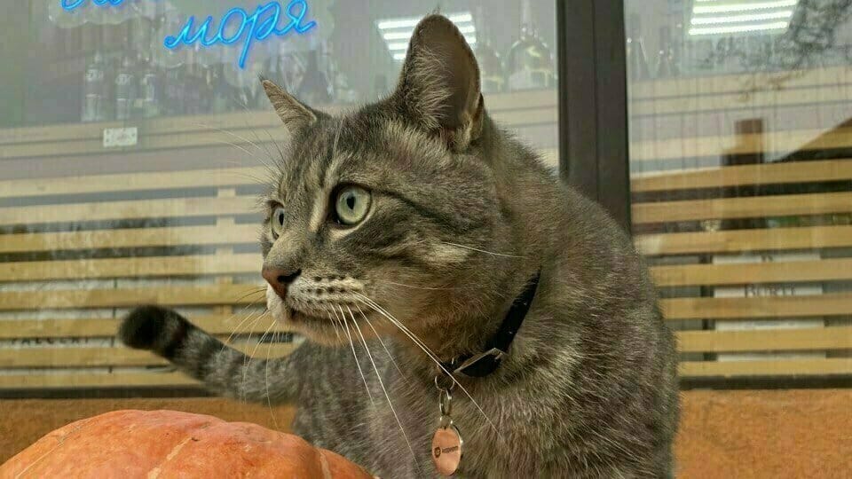 Кот Сергей, «уволенный» из магазина в Калининградской области, вернулся на работу. Ему придумали должность в офисе