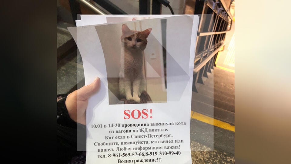 Кот Твикс, выброшенный из поезда проводницей в Кирове, погиб