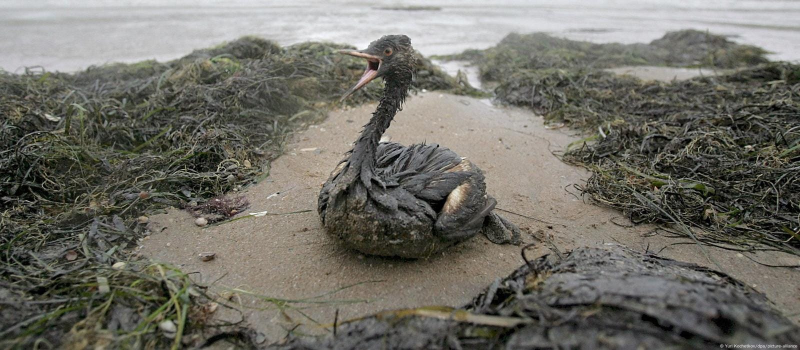 Affected birds and heavy fuel oil stains from Russia’s Black Sea spill reach Georgia and western Crimea
