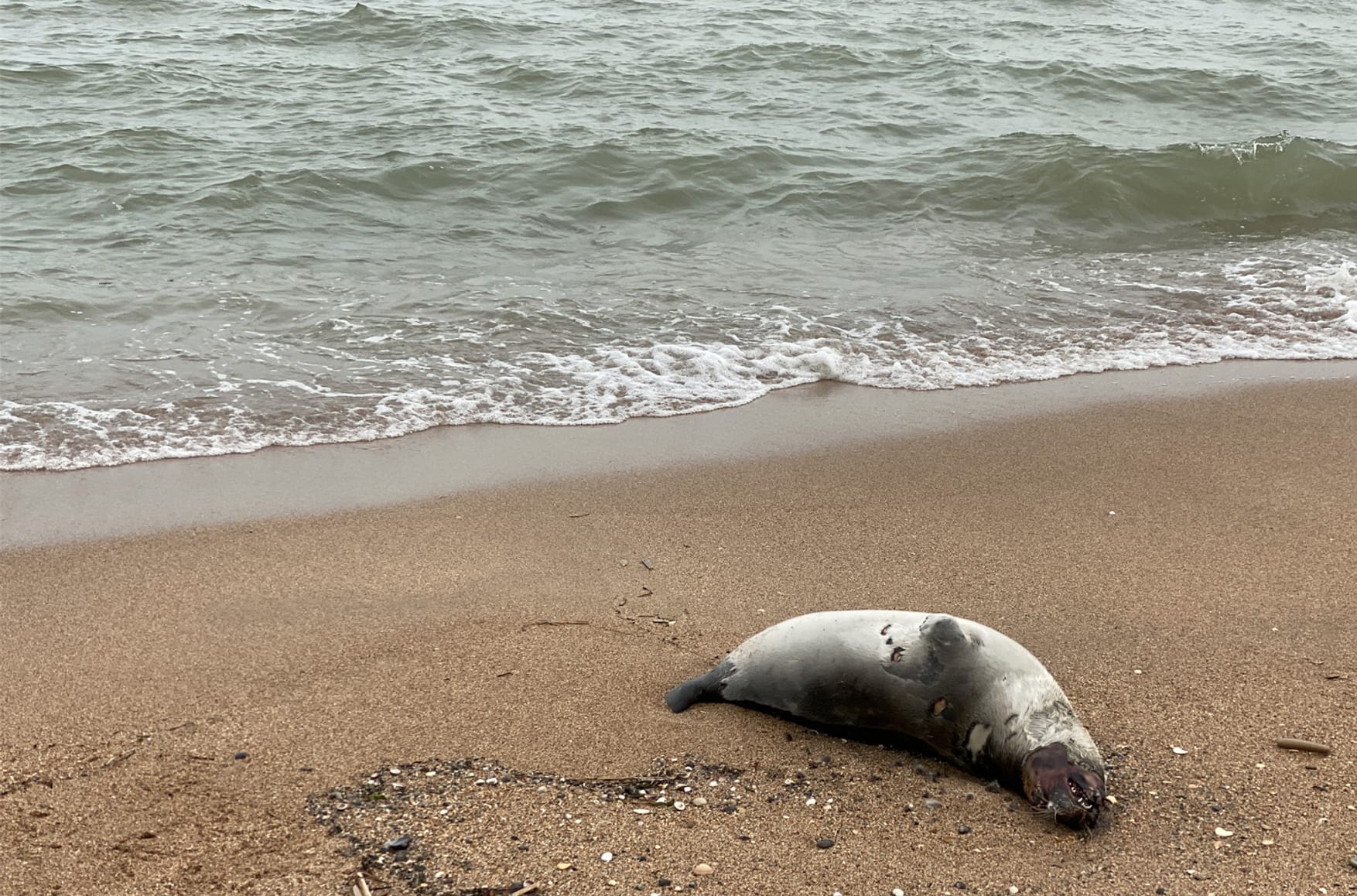 Marine life cemetery: The Caspian Sea ecosystem is collapsing under pressure from global warming and pollution