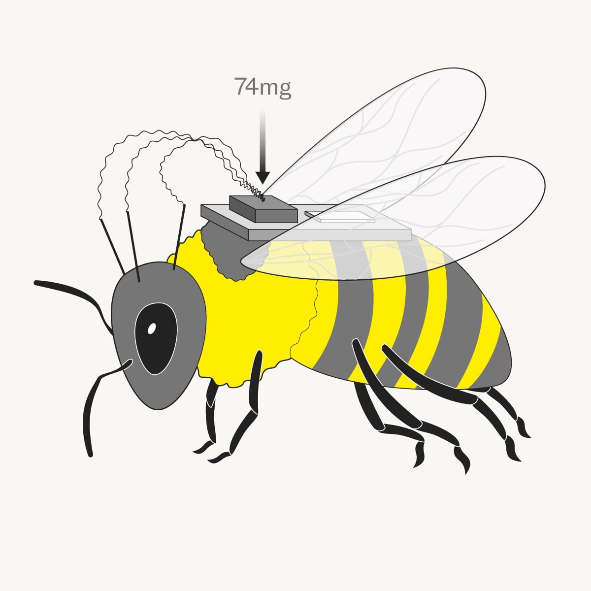 Китайские ученые создали киберпчел для разведки и спасательных операций. В мозг насекомых вживляют специальный контроллер