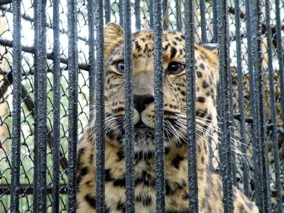 Минприроды предлагает передавать конфискованных диких животных бизнесменам и ИП