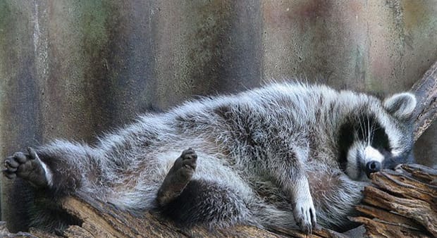 Еноты и сурки Московского зоопарка впали в коллективную спячку