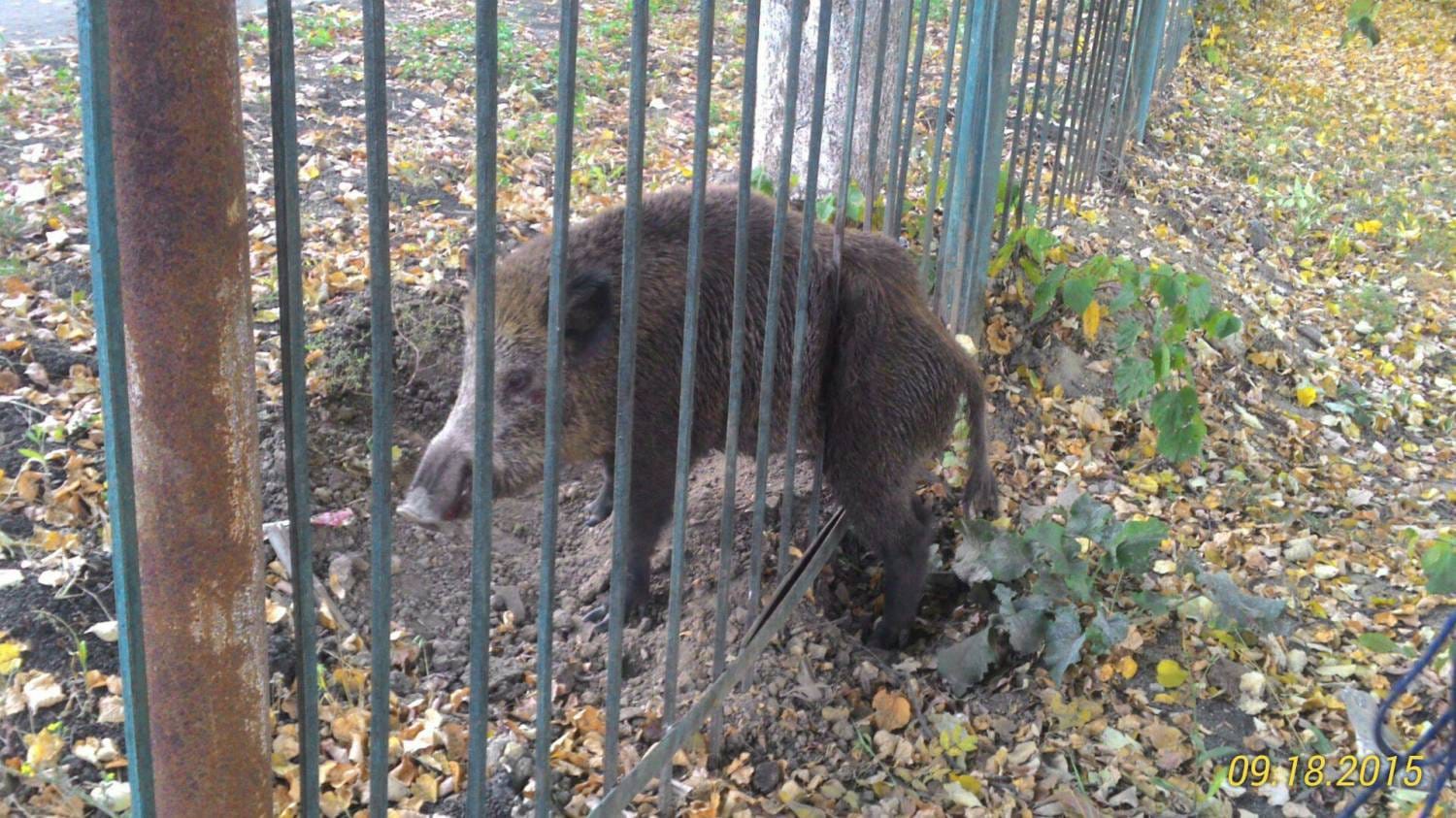 Финляндия построит на границе с Россией стальной забор для защиты от диких кабанов