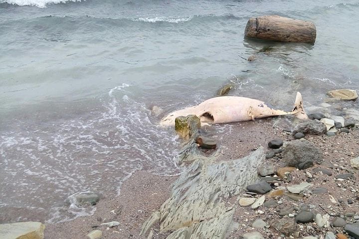 Токсины или погода. Версии гибели птиц и дельфинов на побережье Черного моря