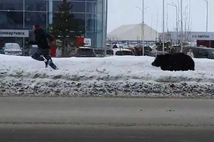 Автобус спас мужчину от медведя, который вырвался из плена бизнесмена в Нижневартовске — видео