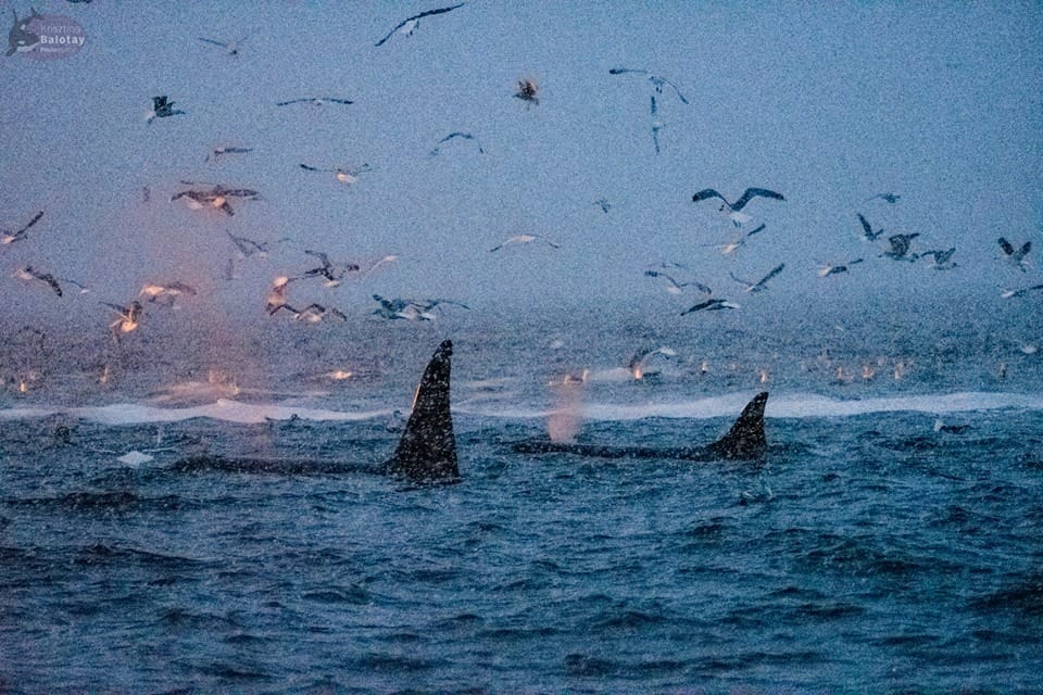 Правительственная комиссия одобрила запрет на промышленный и прибрежный вылов китов, дельфинов и морских свиней
