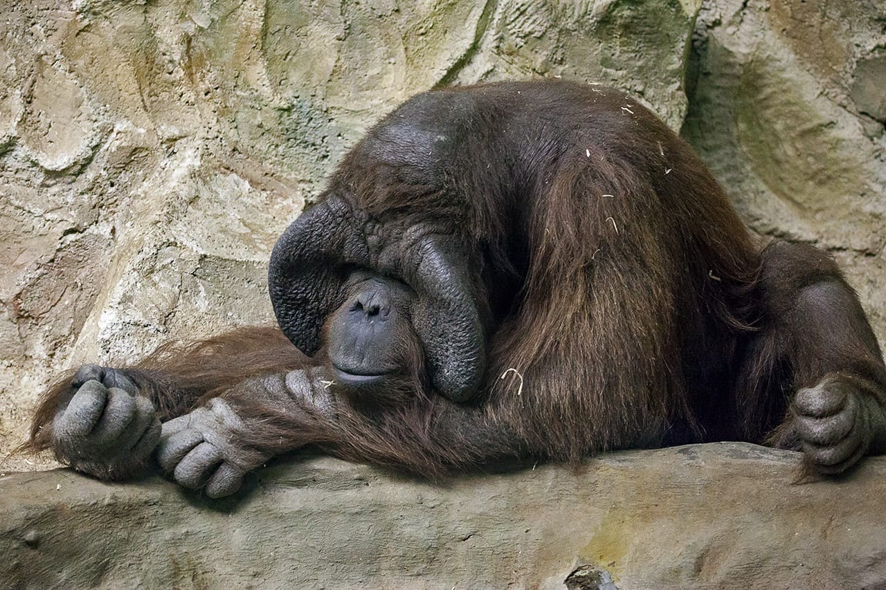 В Новосибирске медведица обогнала орангутана на выборах символа города. В голосование вмешалась администрация президента — «Тайга.Инфо»