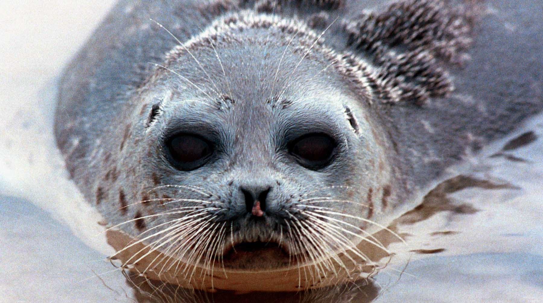 На берегу Каспийского моря в Махачкале снова нашли мертвых краснокнижных нерп