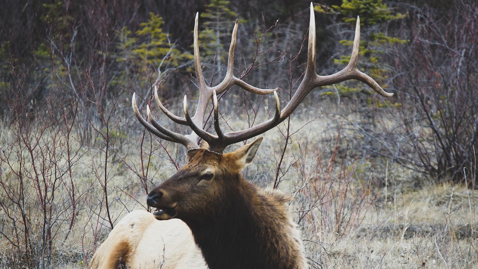 Браконьеры убили на Сахалине 25 краснокнижных оленей