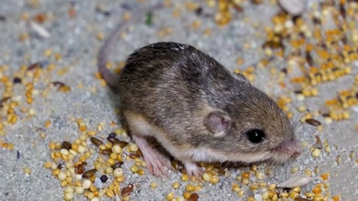 Ученые сумели замедлить старение подопытных животных и клеток человека — Nature