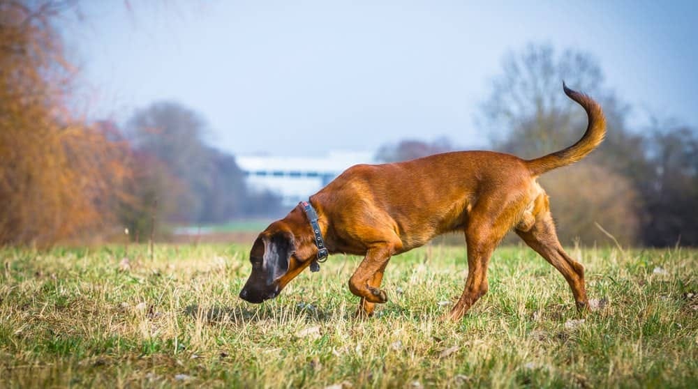 Под Петербургом мужчина, гулявший с собакой, нашел пакет с отрубленной человеческой головой